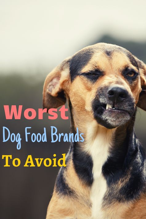 Best Dog Food For Small Breeds, Best Puppy Food For Large Breeds, Best Dry Dog Food Brands, Dog Food Additives, Farmers Dog Food, Dog Food Add Ins, Balanced Dog Food, Orijen Dog Food, Iams Dog Food