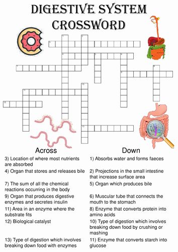 Digestive System Worksheet Answers Unique Gcse Biology Digestion topic Resource Pack Updated by – Chessmuseum Template Library Animal Digestive System Project, Enzymes Biology, Digestive System Project, Digestive System Activities, Human Body Science Projects, Digestive System Worksheet, Animal Biology, Gcse Biology, Human Body Worksheets