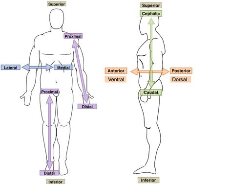 Anatomical Orientation and Directions | Human Anatomy and Physiology Lab (BSB 141) Medical Terminology Study, Radiology Student, Basic Anatomy And Physiology, Nurse Study Notes, Medical Student Study, Human Body Anatomy, Nursing School Studying, Medical School Studying, Nursing School Notes