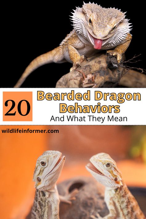 Bearded dragons have a lot of interesting behaviors, and if you are a beardie owner you may be wonder what it means when your bearded dragon does certain things. We help you decode 20 common behaviors of bearded dragons to help you understand your pet better. #beardeddragon #reptiles #exoticpets Diy Terrarium Bearded Dragon, Bearded Dragon Temperature, Diy Bearded Dragon Hideout, Bearded Dragon Quotes, Bearded Dragon Greens List, Large Bearded Dragon Enclosure, Bearded Dragon Behavior, Bioactive Bearded Dragon Enclosure, Breaded Dragon Tank Ideas Diy