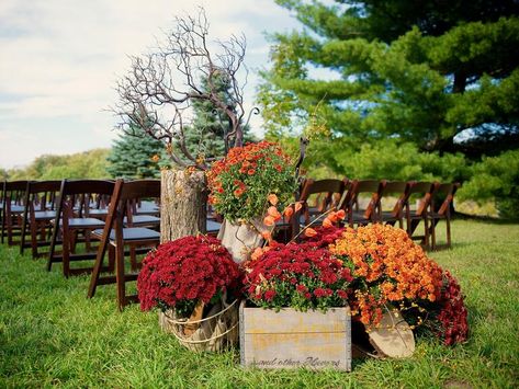 September Wedding Aisle Decor, Mums Ceremony Decor, Mum Flowers Wedding Decor, Mum Aisle Decor, Ceremony Aisle Decor Outdoor Fall, Ferns And Mums Wedding Decor, Mums Wedding Aisle, Fall Ceremony Aisle Decor, Chrysanthemum Wedding