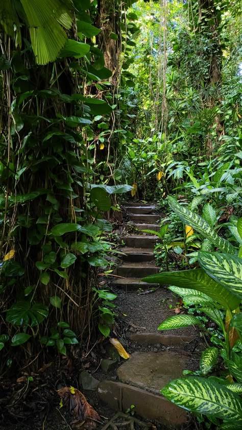 Hawaii Jungle Aesthetic, Amazon Rainforest Aesthetic, Jungle Explorer Aesthetic, Tropical Rainforest Aesthetic, Tropical Jungle Aesthetic, Hawaii Rainforest, Maui Aesthetic, Rainforest Aesthetic, Maui Hawaii Aesthetic