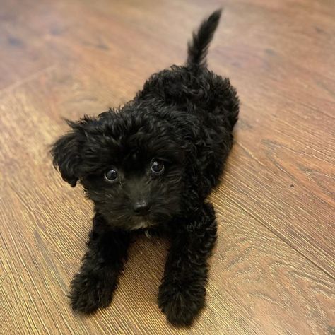 Black Fluffy Puppy, Brown Maltipoo, White Maltipoo, Black Maltipoo, Red Maltipoo, White Dog Breeds, Poodle Black, Small Black Dog, Maltese Poodle Mix