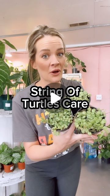 Kaila Little | The Farmhouse Plant Momma 🤠 on Instagram: "String of Turtles Care!  Follow for videos from my plant shop and lots of fun tips!  #plants #stringofturtles #plantsmakepeoplehappy #plantlover" Turtle Shell Plant, String Of Turtles Care, Turtle Plant, String Of Turtles, Turtle Care, My Plant, Plant Shop, Turtle Shell, The Farmhouse