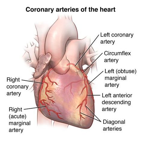 Coronary Artery Bypass Graft Surgery (CABG) | Johns Hopkins Medicine Health Library Heart Catheterization, Cardiothoracic Surgery, Mitral Valve, Coronary Artery, Heart Valves, Cardiac Nursing, Bypass Surgery, Heart Muscle, Coronary Arteries