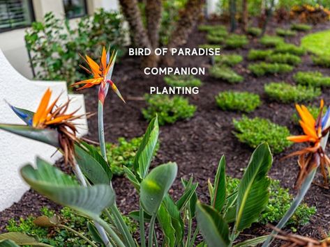 Landscaping With Bird Of Paradise, Birds Of Paradise Garden Ideas, White Bird Of Paradise Landscaping, Birds Of Paradise Landscaping, Birds If Paradise Plant, Bird Of Paradise Garden Design, Bird Of Paradise Landscaping Ideas, Bougainvillea Companion Plants, Birds Of Paradise Landscaping Ideas