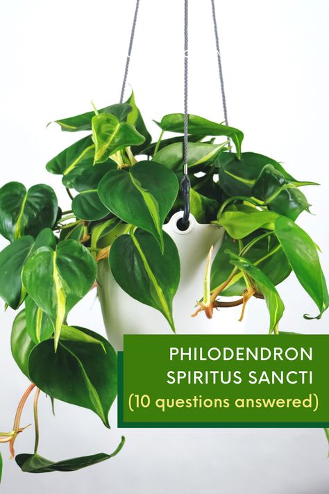 Philodendron spiritus sancti will make a great addition to your houseplant collection. It is a vine with long, narrow green leaves that are paler on the underside, but there is a lot more for you to learn about this plant. Propagate Philodendron, Houseplant Collection, Variegated Philodendron, Philodendron Scandens, Philodendron Plant, Golden Pothos, Smart Garden, Pothos Plant, Plant Diseases