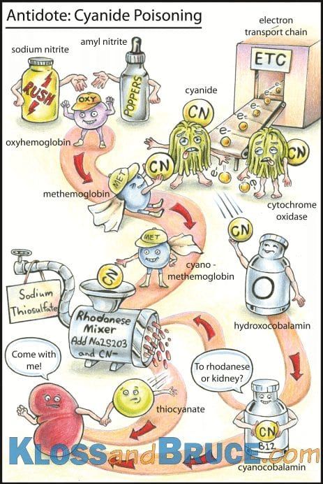 Cyanide Poison, Forensic Toxicology, Physician Assistant School, Medical Mnemonics, School Nutrition, Medicine Notes, Medicine Studies, Nurse Anesthetist, Nursing Mnemonics