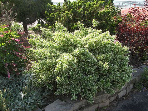 Emerald Gaiety Wintercreeper @ Echters. Original recommendation: Emerald Gaiety Buonymus - Place 3 under new patio tree, widely spaced. Wintercreeper Euonymus, Euonymus Fortunei, Patio Trees, Home Landscaping, Plant Cuttings, Evergreen Shrubs, Deciduous Trees, Planting Herbs, Outdoor Landscaping