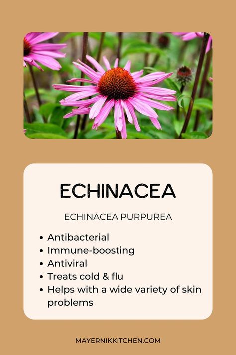 Goldenseal And Echinacea Benefits, Harvesting Echinacea, Echinacea Tea Recipes, Growing Echinacea, Echinacea Tincture, Benefits Of Echinacea, Medicine Plants, Echinacea Tea Benefits, Remedy For Sinus Congestion