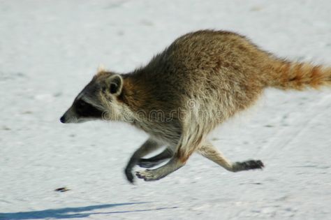 Raccoon running on Beach. With motion blurring , #AFFILIATE, #running, #Raccoon, #Beach, #blurring, #motion #ad Canadian Animals, Running Photos, Digital Design Trends, Animal Action, Motion Photography, Animal Study, Trash Panda, Racoon, Animal Companions