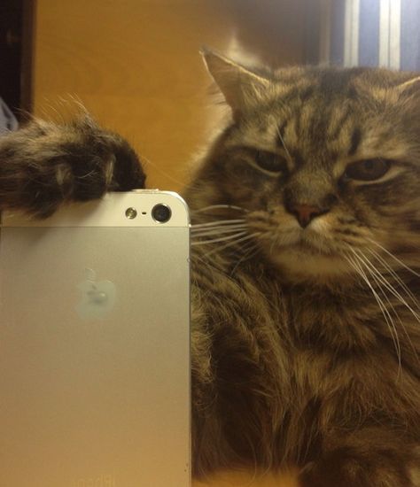 Selfie Funny Selfies, Kitten Photos, Cat Selfie, Adorable Kitten, Selfie Time, Cool Pets, Cat Adoption, Crazy Cat Lady, Beautiful Cats