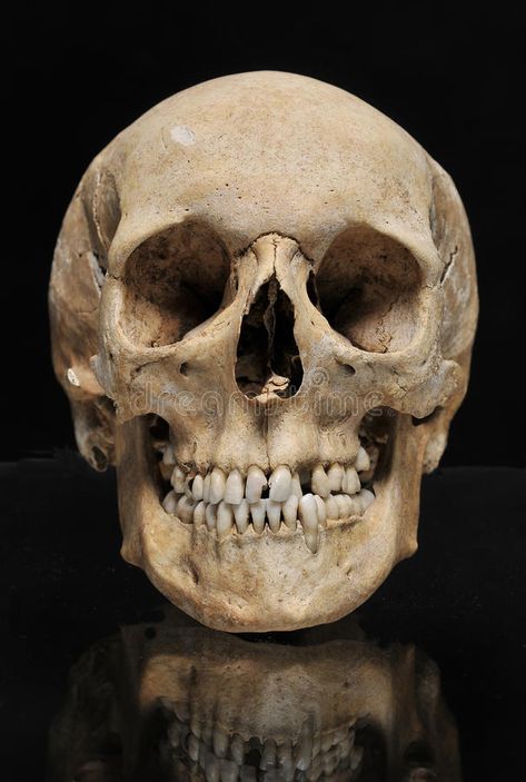 Real skull human on a black background. Anatomically correct medical model of the human skull royalty free stock photo Real Skull Reference, Skeleton Reference, Skull References, Skull Teeth, Name Art Projects, Skull Photo, Skull Real, Real Human Skull, Skull Human