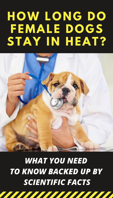 Female Dogs In Heat Tips, What Can Dogs Eat, Dog Heat Cycle, Dogs Things, Female Dog In Heat, Scientific Facts, Dog In Heat, Domestic Animals, Puppy Training Tips