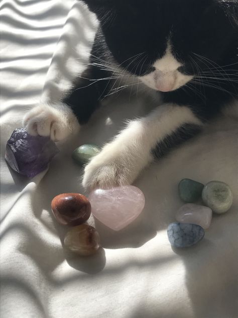 Crystal Cat Aesthetic, Cats With Crystals, Cat With Crystals, Cats Crystals, Cats And Crystals, Paige Core, Cat Crystals, Crystal Cat, Crystal Vibes