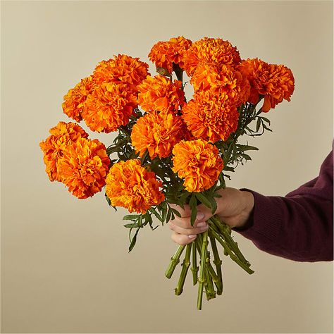 Sublimely orange and long–lasting, marigolds bring a subtle frill and ritual to Dia de los Muertos, Diwali, or any old chilly day. Please Note:The bouquet pictured reflects our original design for this product. While we always try to follow the color palette, we may replace stems to deliver the freshest bouquet possible. Marigold Bouquet Wedding, Marigold Wedding Bouquet, Marigold Photography, Marigold Wedding Decoration, Day Of The Dead Flowers, Marigold Bouquet, Winter Flowering Plants, Autumn Bouquets, Halloween Widget