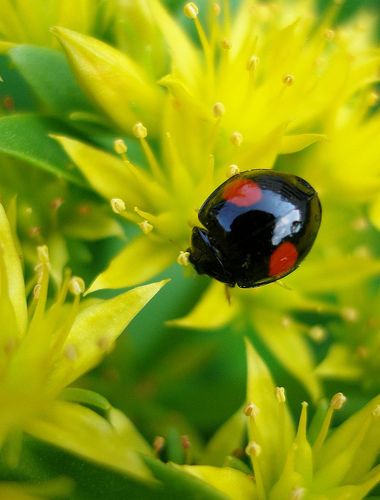 Black Ladybug, Lady Bug Tattoo, Lady Beetle, Black Lady, A Bug's Life, Beautiful Bugs, Creepy Crawlies, Airbrush Art, Lady Bird