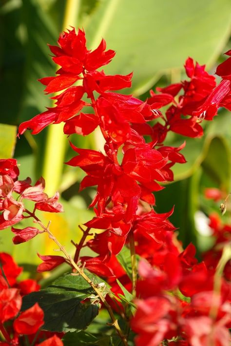 Often referred to as scarlet sage, the red salvia plant is actually part of the mint family! These ruby reds are indigenous to Brazil where, due to its hot climate, they grow as perennials. They are treated as annual plants in a more temperate climate, as they will not survive harsh frosts and frigid weather. Red Salvia, Indian Blanket Flower, Blue Passion Flower, Salvia Plants, Sweet Potato Plant, Broadleaf Evergreen, Asclepias Tuberosa, Drought Resistant Plants, Red Plants