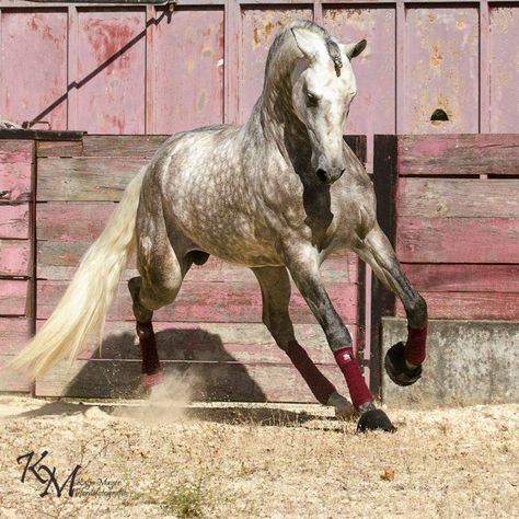 Beautiful grey Southwestern Aesthetic, Iberian Horse, Prancing Horse, Rasy Koni, Andalusian Horse, Most Beautiful Horses, Grey Horse, Most Beautiful Animals, Majestic Horse