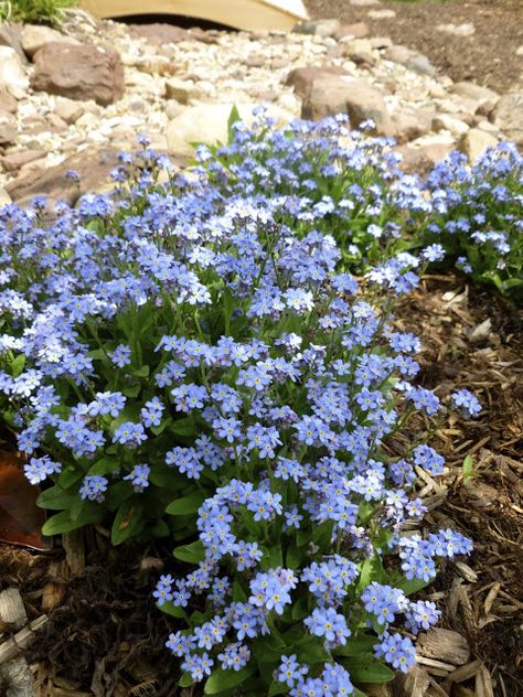 Myosotis Sylvatica, Forget Me Nots Flowers, House Garden Landscape, Biennial Plants, Backyard Flowers, Dry Creek, Very Sorry, Front House Landscaping, Beautiful Bouquet Of Flowers