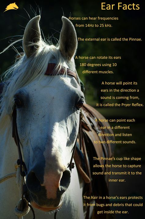 Parelli Natural Horsemanship, Horse Infographic, Horse Judging, Horse Journal, Horse Information, Horse Knowledge, Horse Facts, Equine Therapy, Horse Info