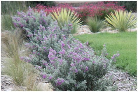 Autumn sage (salvia greggii), silverado sage (leucophyllum frutescens), hesperaloe parviflora, mexican feathergrass (nasella tenuissima) Native Landscaping, Texas Sage, Texas Landscaping, Mexican Feather Grass, Texas Plants, Texas Native Plants, Coastal Landscaping, Sage Plant, Prairie Garden