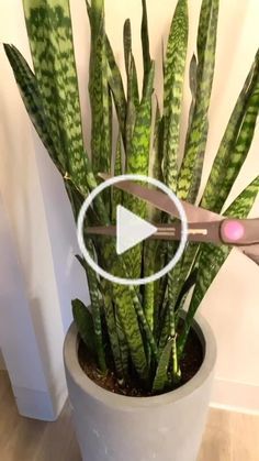 Projek Mengait, Evergreen Candle, Snake Plant Care, نباتات منزلية, Plant Care Houseplant, Summer Mantle Decor, Inside Plants, Front Yard Landscaping Simple, Front House Landscaping