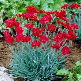 High Country Gardens, American Meadows, Front Gardens, Low Maintenance Landscaping, Landscaping Tips, Landscaping With Rocks, Bedding Plants, Perennial Plants, Ground Cover