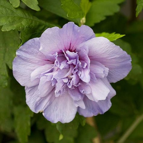 . Hibiscus Bush, Rosa China, Drought Tolerant Shrubs, Hibiscus Syriacus, Fantastic Flowers, Hardy Hibiscus, Plant Encyclopedia, Hibiscus Plant, Potager Garden