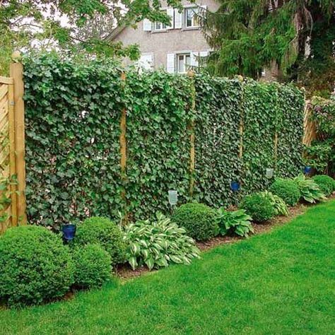 climbing plant privacy fence | 20 Green Fence Designs, Plants to Beautify Garden Design and Yard ... Structure Photography, Privacy Fence Landscaping, Green Fence, Privacy Plants, Privacy Landscaping, Living Fence, Garden Privacy, Backyard Privacy, Garden Vines