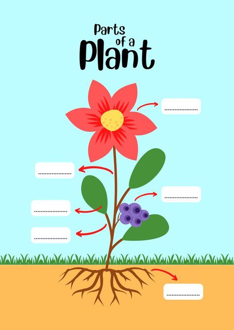 Parts of a Plant Worksheet Parts Of A Plant Worksheet 2nd Grade, Parts Of Plants Chart, Parts Of Plant Worksheet, Parts Of A Plant Preschool, Parts Of Plant Project, Parts Of A Plant Worksheet, Reading Comprehension Passages Free, Plant Worksheet, Parts Of The Plant