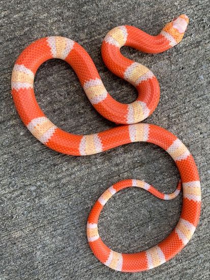 Albino Milk Snake, Honduran Milk Snake, Snake Colors, Snake Reference, Snake Photography, Snakes For Sale, Milk Snake, Pets Preschool Theme, Colorful Snakes