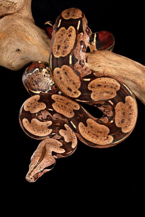 Red Tailed Boa, Red Tail Boa, Small Rat, Kinds Of Snakes, Snake Tail, Salmon Red, Boa Constrictor, Cute Reptiles, Reptile Snakes