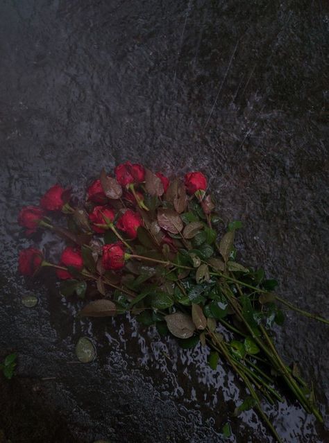 Surrounded By People, The Soil, So Nice, A Rose, The Rain, Realism, Red Roses, Roses, Red