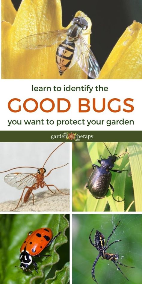 These beneficial insects will keep harmful pests out of your garden and help your plants thrive! Here are four bugs that you'll want in your garden. #gardentherapy #backyardhabitat #beneficialinsects Garden Therapy, Garden Bugs, Attracting Beneficial Insects, Garden Insects, Natural Pest Control, Garden Pest Control, Wildlife Gardening, Sustainable Garden, Soil Improvement