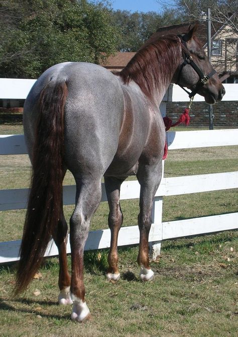 Liver Chestnut Roan. Same thing as a red roan only the red (chestnut) is a liver instead of a simple red tone. It's believed there is a modifier that is yet to be identified that says whether a horse will be a "simple" chestnut or a "liver" chestnut. Some believe sooty on chestnut causes the liver look. Dr Pets, Roan Horse, Unusual Horse, Rare Horses, Gorgeous Horses, Horse Pics, Rasy Koni, Horse Ideas, Horse Colors