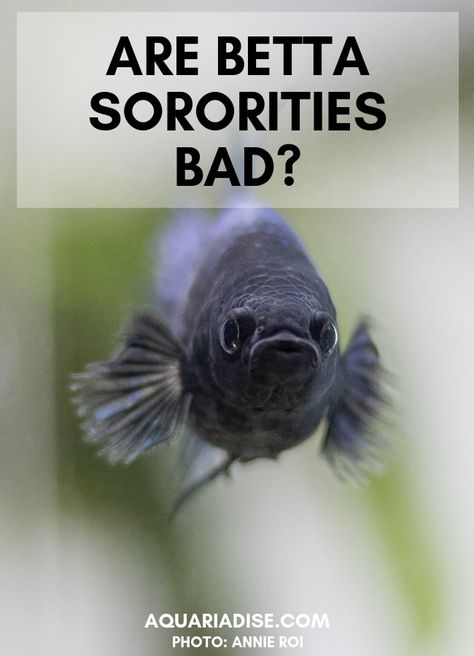 Multiple Betta Fish Tank Ideas, Female Beta Fish Sorority, Betta Fish Sorority Tank, Sorority Tank Betta, Betta Sorority Tank Ideas, Beta Sorority Fish Tank, Female Beta Fish, Betta Sorority Tanks, Betta Aquarium Ideas