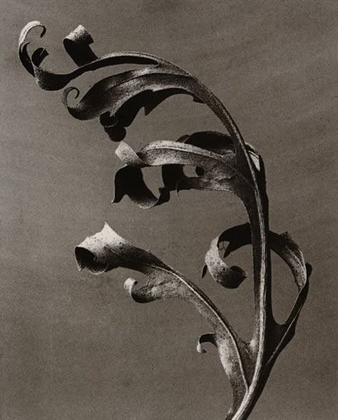 Karl Blossfeldt, Botanical Photography, A Level Art, Gcse Art, Natural Forms, White Photo, Pics Art, Berlin Germany, Fine Art Gallery