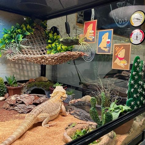 Bearded Dragon Tank Setup, Bearded Dragon Setup, Bartagamen Terrarium, Diy Bearded Dragon Enclosure, Lizard Drawing, Bearded Dragon Terrarium Ideas, Dragon Terrarium, Ramen Art, Lizard Terrarium