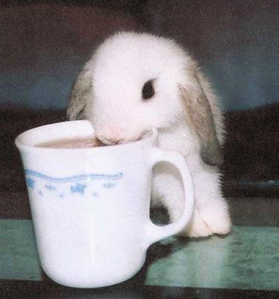 Cute Bunny Rabbits Drinking Coffee | Found on cutecute.us Mini Mundo, Cute Bunny Pictures, Bunny Pictures, Silly Animals, A Bunny, Baby Bunnies, 귀여운 동물, Cute Bunny, Bunny Rabbit