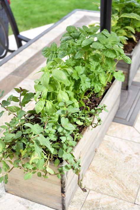 Simple Herb Garden Centerpieces on an outdoor table Herbs Centerpiece, Plants Centerpieces, Place Settings Everyday, Garden Centerpieces, Herb Centerpieces, Plant Centerpieces, Rustic Party Decor, Solar Yard Lights, Summer Planter