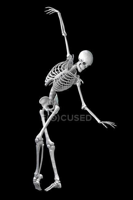 Anatomy of a dancer, computer illustration. A human skeleton in a ballet pose showing skeletal activity in ballet dancing. — bones, Dynamic - Stock Photo | #517247114 Skeleton Refrences, Skeleton Anatomy Reference, Dancing With A Skeleton, Skeleton Gesture, Posing Skeletons, Skeleton Project, Skeleton Ballerina, Skeleton Reference, Skeleton Poses