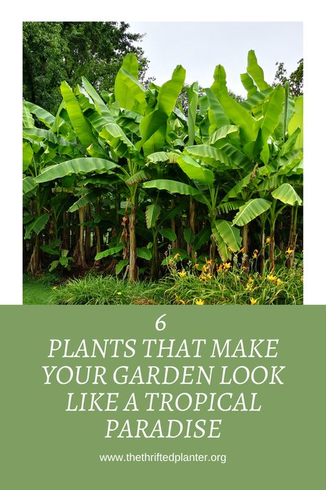 Tropical plants in the garden Staggered Garden Ideas, Tropical Garden Edging, Sun Tropical Garden, Lush Tropical Landscape, Tropical Garden Layout Plan, Tropical Garden Plants Landscaping, Tropical Screening Plants, Tropical Landscape Design Plans, British Colonial Garden Outdoor Spaces