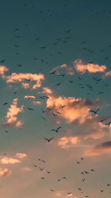 Phone Wallpaper Ideas, Mobile Phone Wallpaper, Flock Of Birds, Wallpaper Ideas, The Sky, Phone Wallpaper, Mobile Phone, Birds