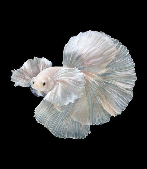 Exquisite Halfmoon Male Betta Fish - TropicFlow Collection Fish References, Male Betta Fish, Royal Au, Guppy Fish, Pretty Fish, Pokemon Ideas, Discus Fish, Magical Nature, Beta Fish