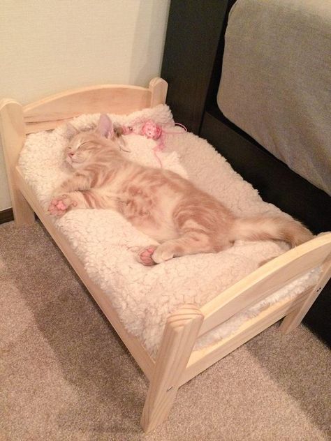 Would you get a tiny bed for your kitten? Ikea Cat Bed, Ikea Cat, Tiny Bed, Katt Grejer, Kat Diy, Chat Diy, Animal Room, Sleepy Cat, Cat Sleeping