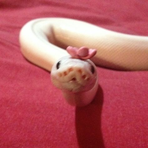 Snakes With Hats, Danger Noodles, Baby Snakes, Pretty Snakes, Snake Lovers, Cute Reptiles, Cute Snake, Pet Snake, Reptile Snakes