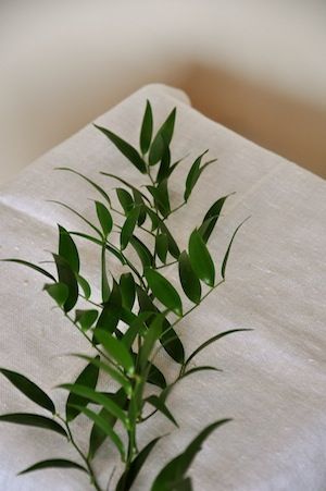 Ruscus | Potential backup to sage Italian Ruscus - touch of this to fill gaps in the bouquet Ruscus Bouquet, Soft Ruscus, Pedestal Arrangements, Ruscus Greenery, Arch Arrangement, Dark Leaves, Florist Tools, Late Summer Flowers, Italian Ruscus