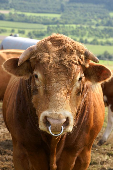 Friendly bull. With a nose ring in rural farmland #Sponsored , #Affiliate, #PAID, #bull, #farmland, #rural, #Friendly Bull Ring Piercing, Bull Nose Piercing, Cow Nose Ring, Bull Nose Ring, Cow Nose, Bull Pictures, Cows Mooing, Animal Noses, Albino Animals