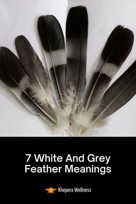 Grey And White Feather Meaning, Grey Feather Spiritual Meaning, Black And White Feather Meaning, Gray Feather Meaning, Feather Meaning Symbols Spiritual, Grey Feather Meaning, Black Feather Meaning, White Feather Meaning, Feather Color Meaning